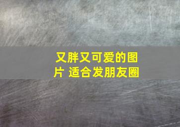 又胖又可爱的图片 适合发朋友圈